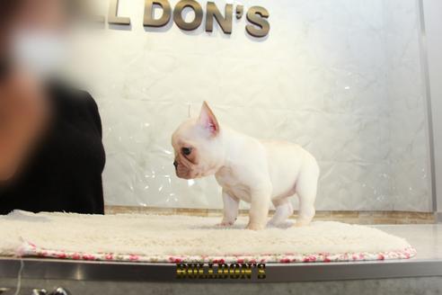 成約済の東京都のフレンチブルドッグ-126870の6枚目