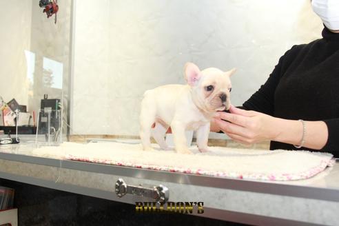 成約済の東京都のフレンチブルドッグ-126870の3枚目