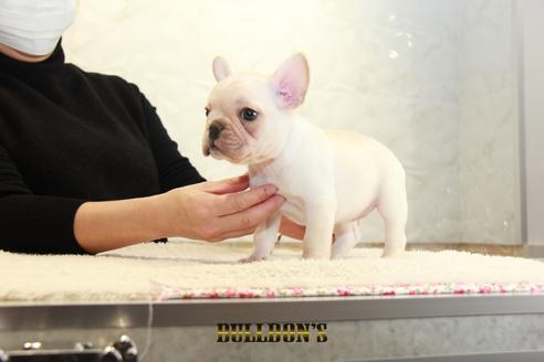 成約済の東京都のフレンチブルドッグ-126870の2枚目