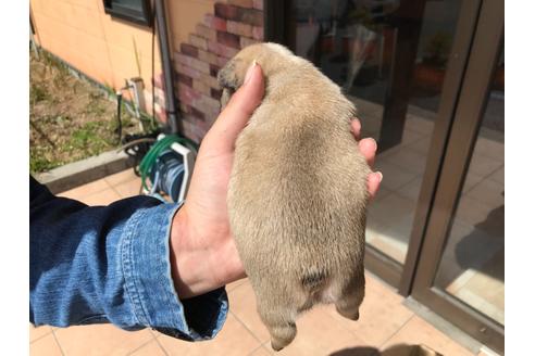 成約済の山口県のフレンチブルドッグ-124514の4枚目