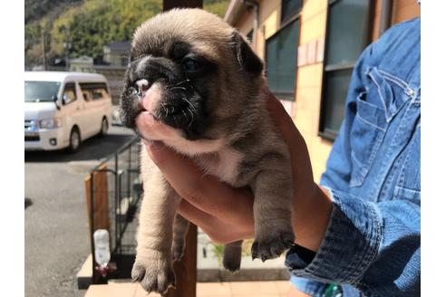 成約済の山口県のフレンチブルドッグ-124671の4枚目