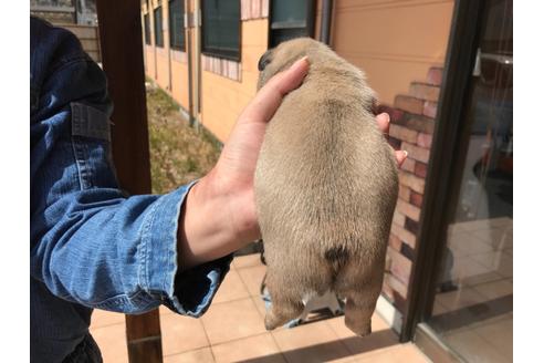 成約済の山口県のフレンチブルドッグ-124671の3枚目