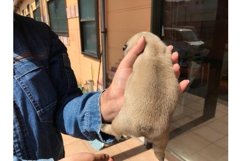 成約済の山口県のフレンチブルドッグ-124535の5枚目