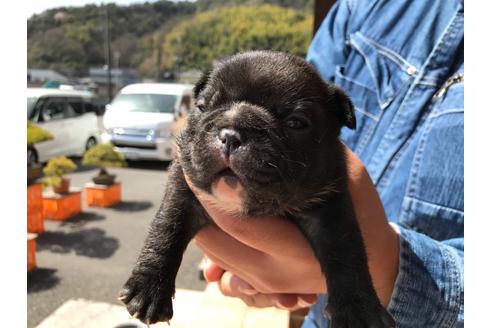 成約済の山口県のフレンチブルドッグ-124669の7枚目