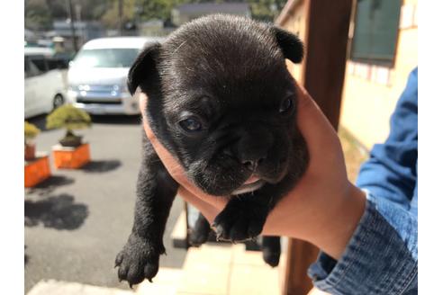 成約済の山口県のフレンチブルドッグ-124536の1枚目