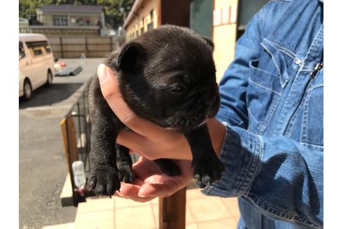 成約済の山口県のフレンチブルドッグ-124536の5枚目