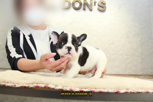 成約済の東京都のフレンチブルドッグ-126905の1枚目