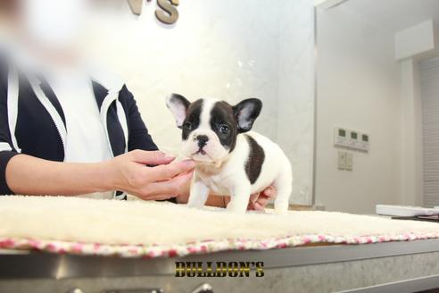 成約済の東京都のフレンチブルドッグ-126905の7枚目