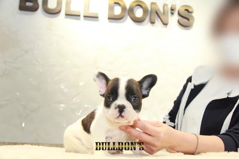 成約済の東京都のフレンチブルドッグ-126905の6枚目