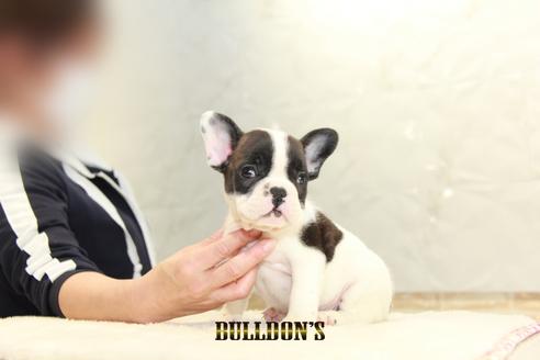 成約済の東京都のフレンチブルドッグ-126905の5枚目