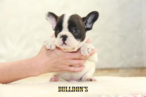 成約済の東京都のフレンチブルドッグ-126905の4枚目