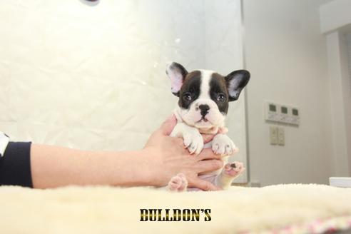 成約済の東京都のフレンチブルドッグ-126905の3枚目