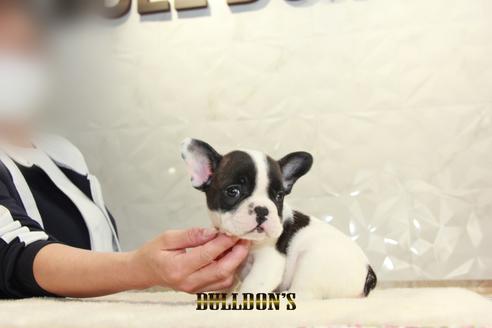 成約済の東京都のフレンチブルドッグ-126905の2枚目