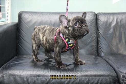 成約済の東京都のフレンチブルドッグ-126900の1枚目