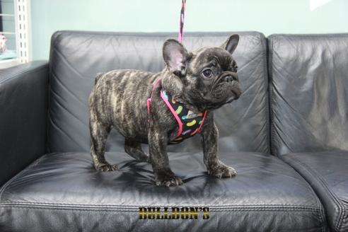 成約済の東京都のフレンチブルドッグ-126900の7枚目