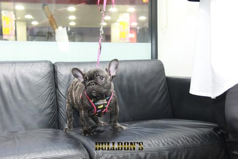 成約済の東京都のフレンチブルドッグ-126900の6枚目