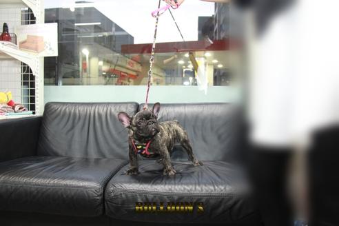 成約済の東京都のフレンチブルドッグ-126900の5枚目