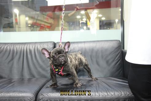 成約済の東京都のフレンチブルドッグ-126900の4枚目