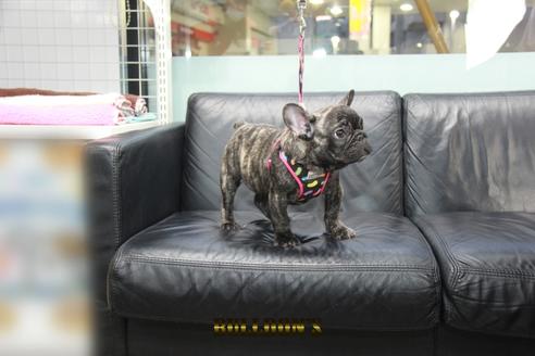 成約済の東京都のフレンチブルドッグ-126900の3枚目