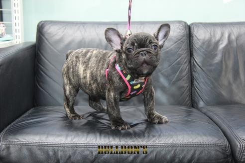 成約済の東京都のフレンチブルドッグ-126900の2枚目