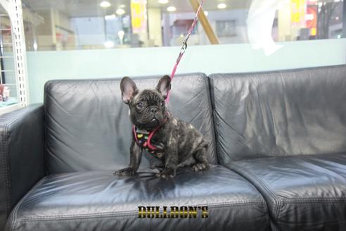 成約済の東京都のフレンチブルドッグ-126895の1枚目