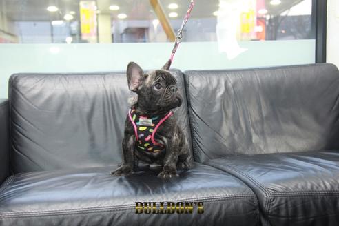 成約済の東京都のフレンチブルドッグ-126895の7枚目