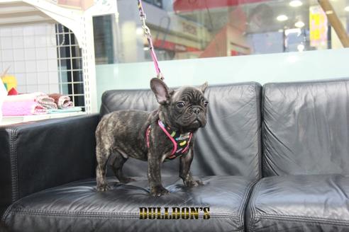 成約済の東京都のフレンチブルドッグ-126895の6枚目