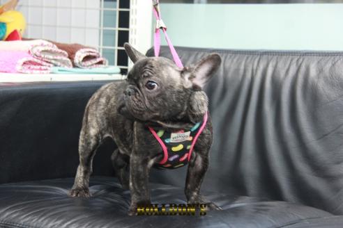 成約済の東京都のフレンチブルドッグ-126895の5枚目