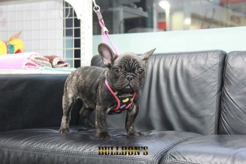 成約済の東京都のフレンチブルドッグ-126895の4枚目