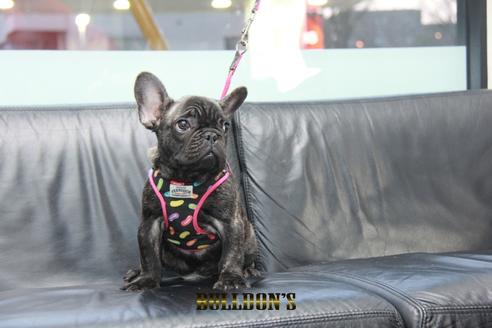 成約済の東京都のフレンチブルドッグ-126895の3枚目