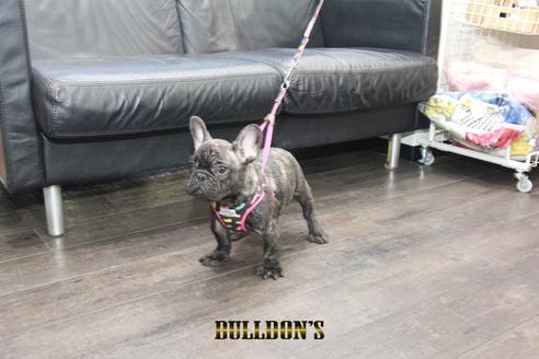 成約済の東京都のフレンチブルドッグ-126895の2枚目