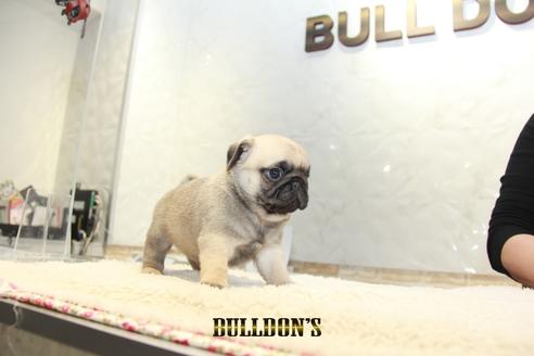 成約済の東京都のパグ-126908の6枚目