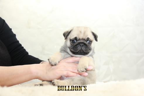 成約済の東京都のパグ-126908の5枚目