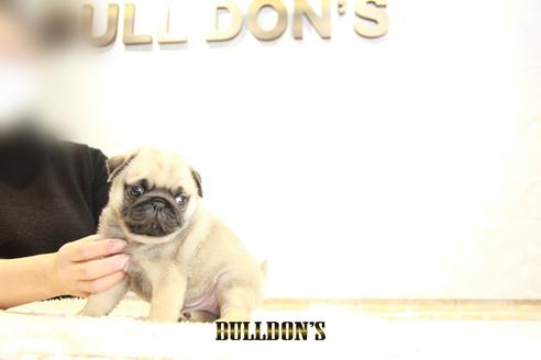 成約済の東京都のパグ-126908の3枚目