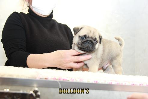 成約済の東京都のパグ-126908の2枚目