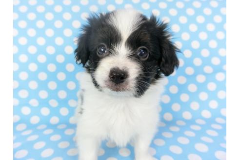 成約済の千葉県のパピヨン-126038