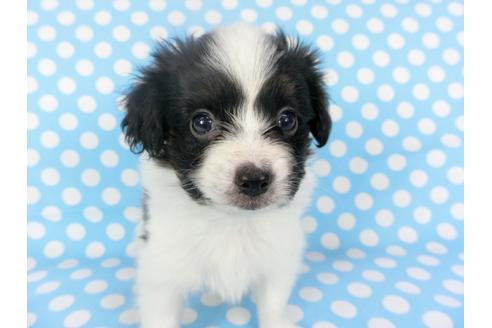 成約済の千葉県のパピヨン-126038の4枚目