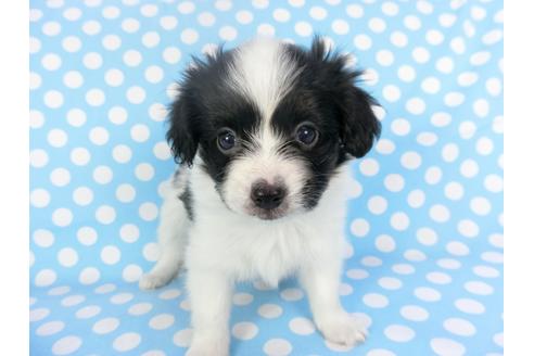 成約済の千葉県のパピヨン-126038の3枚目