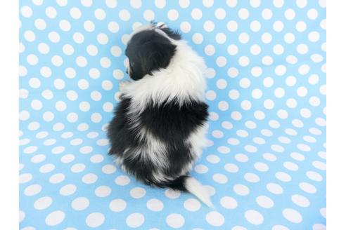 成約済の千葉県のパピヨン-126038の2枚目