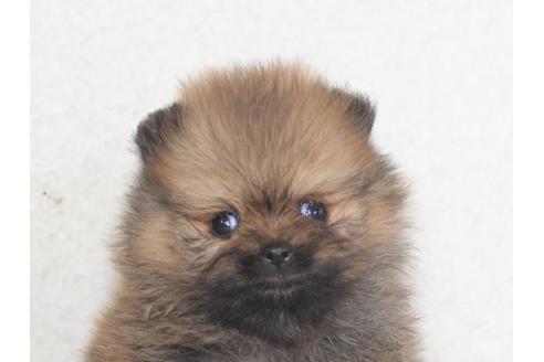 成約済の千葉県のポメラニアン-126909の1枚目