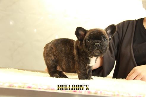 成約済の東京都のフレンチブルドッグ-126917