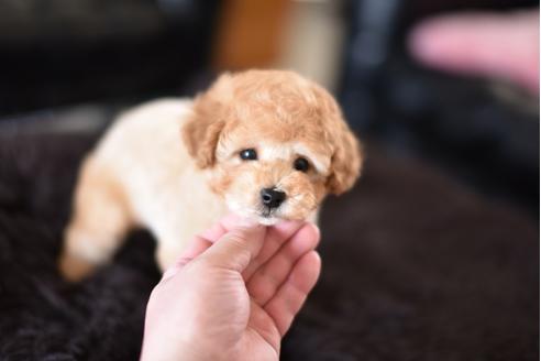 成約済の茨城県のトイプードル-126918の6枚目