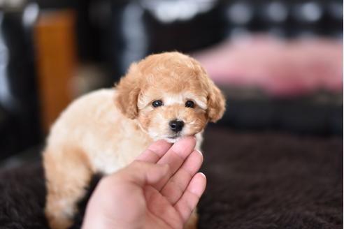 成約済の茨城県のトイプードル-126918の5枚目