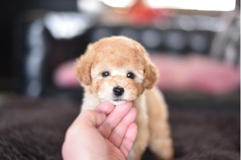 成約済の茨城県のトイプードル-126918の4枚目