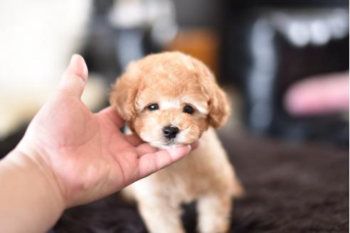成約済の茨城県のトイプードル-126918の3枚目