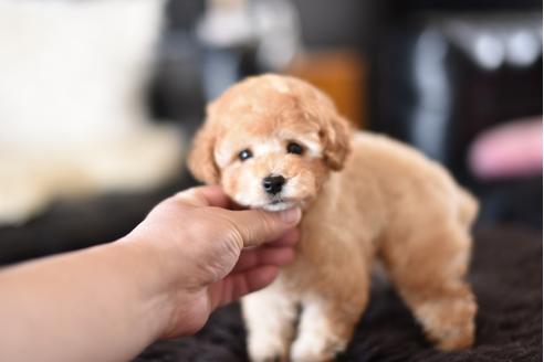 成約済の茨城県のトイプードル-126918の2枚目