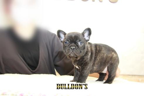 成約済の東京都のフレンチブルドッグ-126919