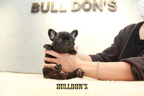 成約済の東京都のフレンチブルドッグ-126919の7枚目