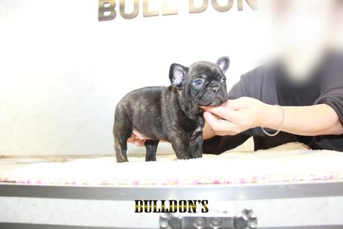 成約済の東京都のフレンチブルドッグ-126919の6枚目