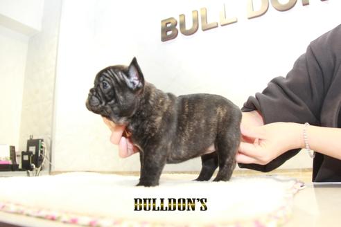 成約済の東京都のフレンチブルドッグ-126919の5枚目